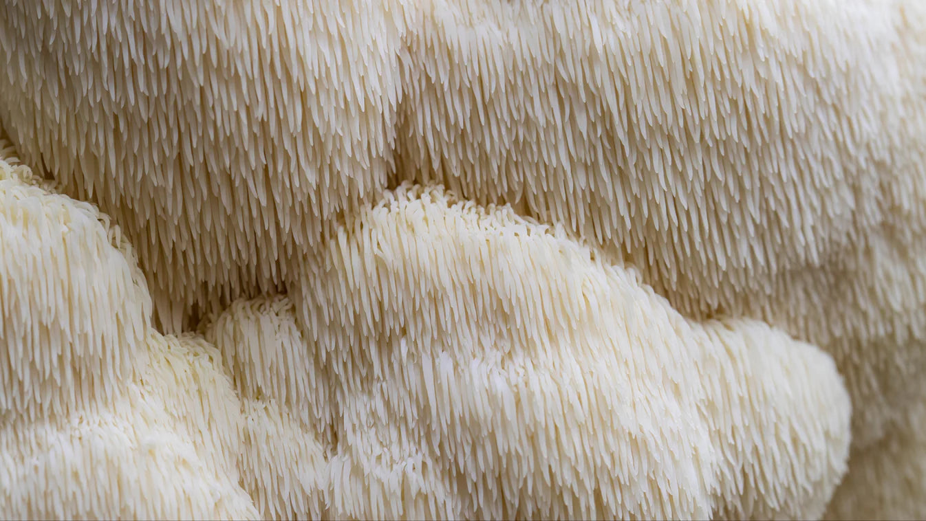 North Tropics Lions Mane 400mg 90 hylki